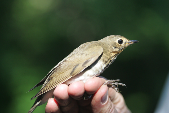 Full Size Image = 12664 K