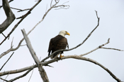 Florida Adult Bald Eagle