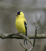 Spectacular American Goldfinch