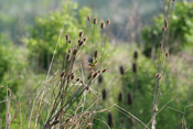 American Goldfinch Teasel Habitat