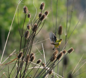 American Goldfinch Feeding Flight