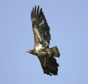 Closeup Bald Eagle Feathers