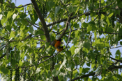 Baltimore Oriole Mating