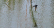 Barn Swallow Flight