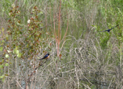 Barn Swallow Perch and Flight