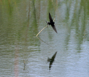 Barn Swallow Tail Spots