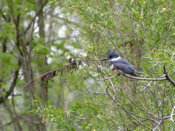Belted Kingfisher Side View
