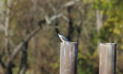 Gizzard Shad and Belted Kingfisher