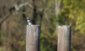 Fish Tossing Belted Kingfisher