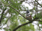 Belted Kingfisher Front View