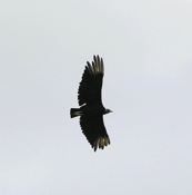 Black Vulture Soaring
