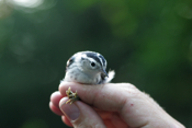 Holding Black and White Warbler