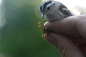 Feet of Black-and-white Warbler