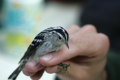 Front Black-and-white Warbler