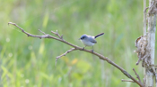 Solitary Blue-gray Gnatcatcher