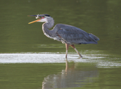 Blue Heron with Suspended Fish