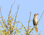 Brown Thrasher "Frontal"