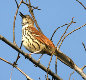 Brown Thrasher "Large View"