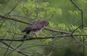 Broad-winged Hawk Profile