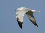 Sideview of a Ring-billed Gull