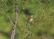Brown Thrasher in Willow