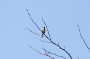 Brown Thrasher Perspective