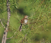 Brown Thrasher Side View