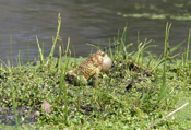 Male Toad "Calling"