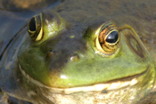 Bull Frog "Face"