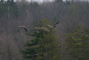 In-Flight Canada Geese