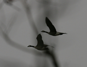 In-Flight Canada Geese