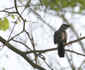 Gray Catbird Rear View