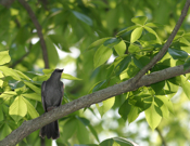 Gray Catbird Perch