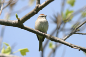 Male Chipping Sparrow "Frontal"