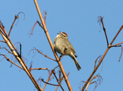 Chipping Sparrow "Morning Song"