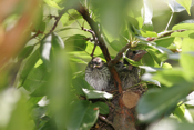 Cowbird Nest Parasitism