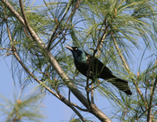 Common Grackle "Morning Pose"