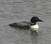 Common Loon "Angled view"