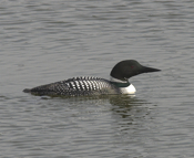Common Loon "Sideview"