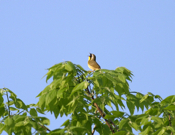 Common Yellowthroat Warbler