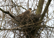 Cooper's Hawk on Nest