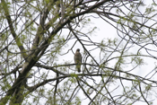 Broad-winged Hawk in Big Woods