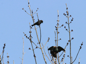 Brown-headed Cowbird "Courtship"