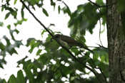 Yellow-billed Cuckoo with Insect