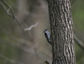 Another Downy Woodpecker