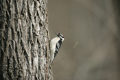 Downy Woodpecker Side
