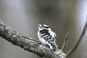 Back Downy Woodpecker