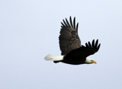 In-Flight Adult Eagle