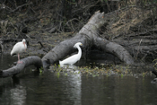 Snowy Egret and Ibis