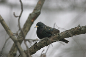 Resting Euopean Starling